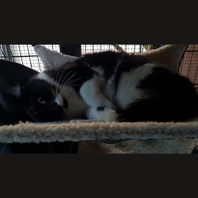 Photo of Sammy 