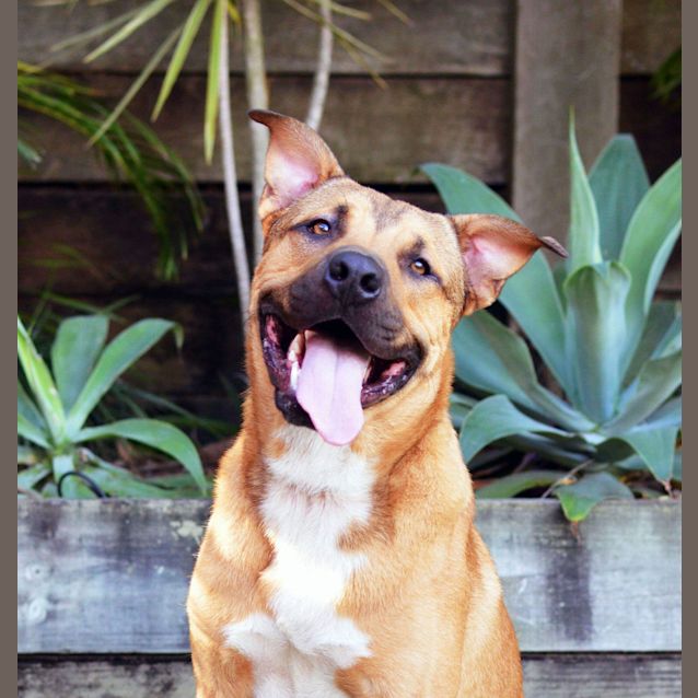 Photo of Rufus