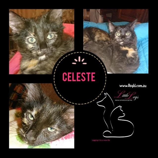 Photo of Celeste