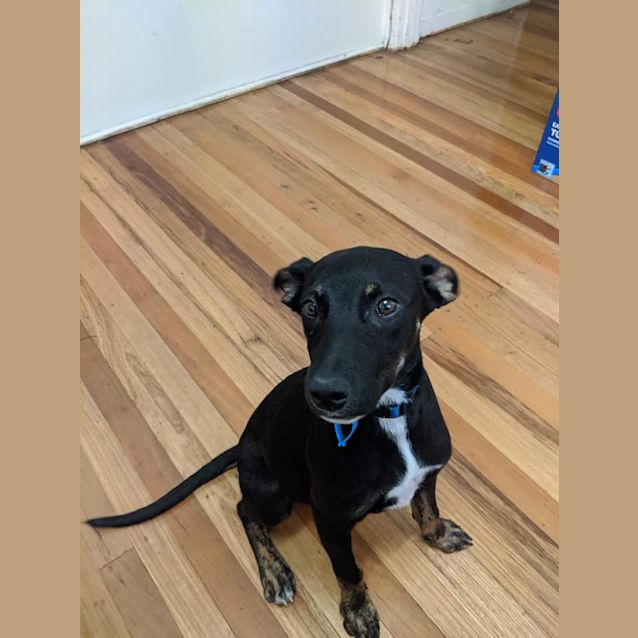 Photo of Archie