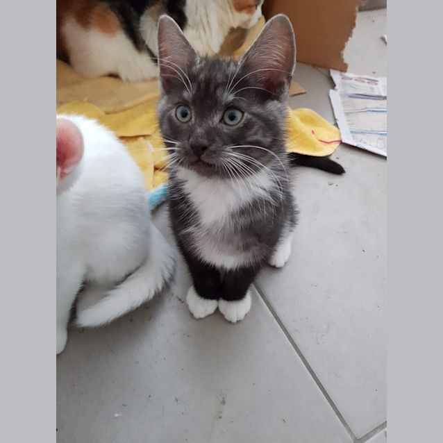 Photo of Scout ❤