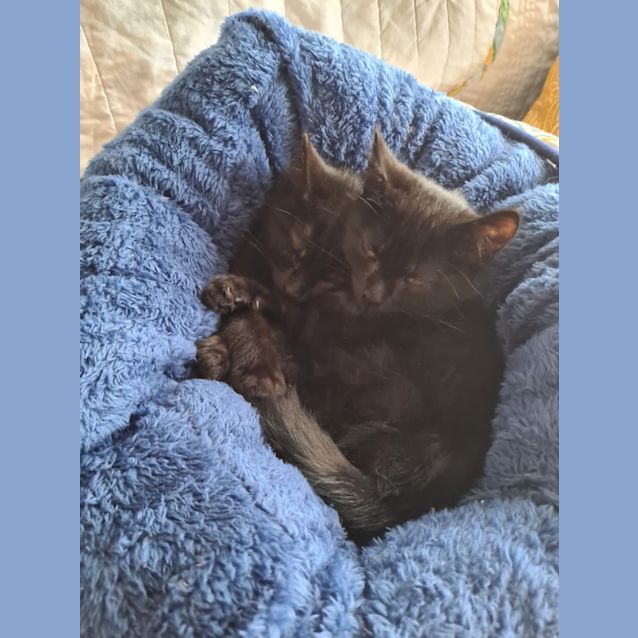 Photo of Cricket 