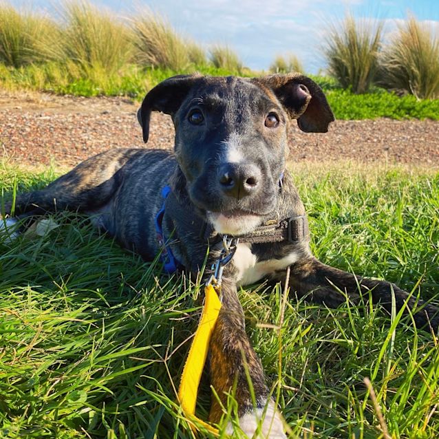 Photo of Angus