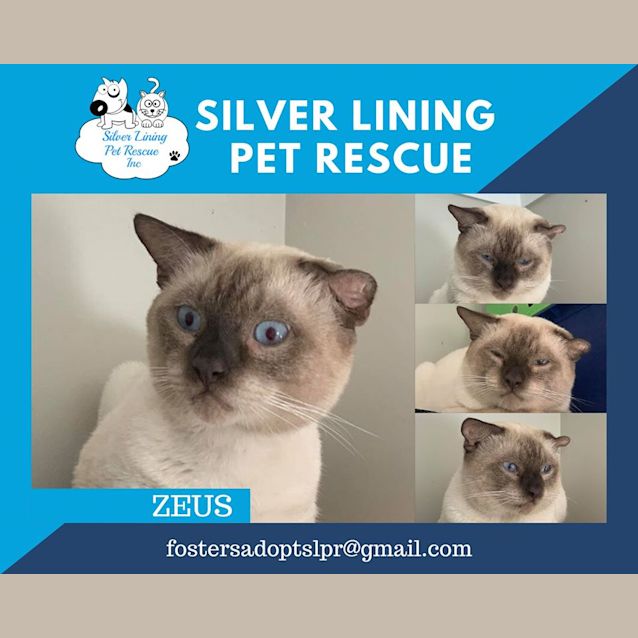 Photo of Zeus