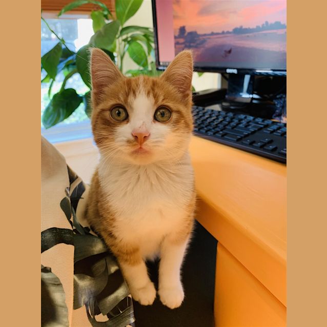 Photo of Toaster (Now Hobbes)