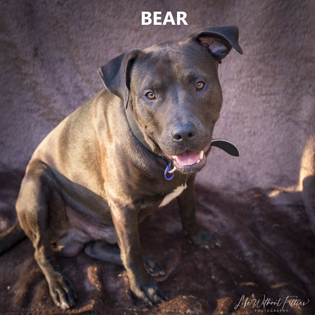 Photo of Bear