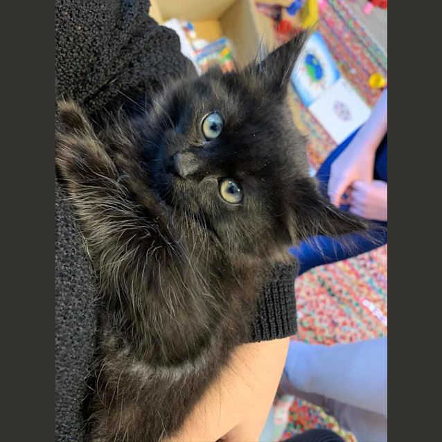 Photo of Cleo 