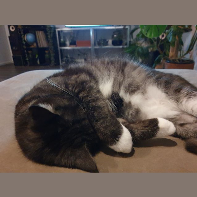Photo of Tinker
