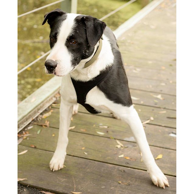 Photo of Billy Bear ~ 1yo Border Collie(on Trial 13/06/20)