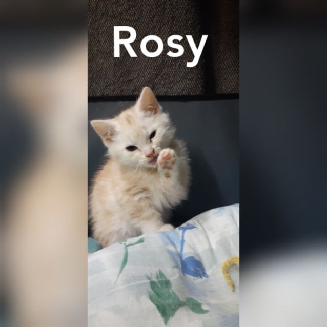 Photo of Rosy 