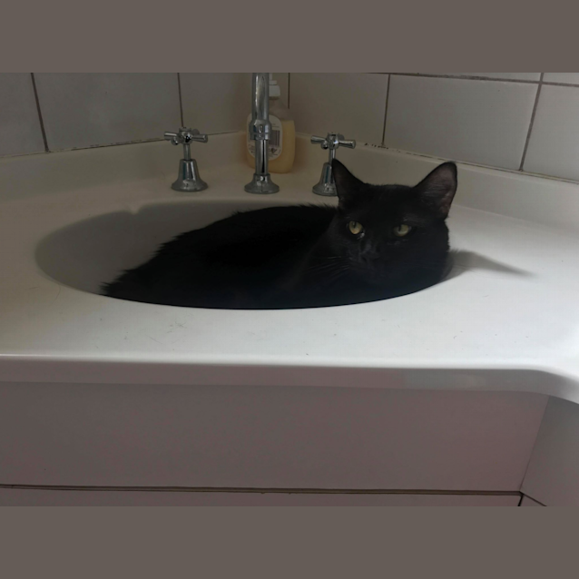 Photo of Raisin