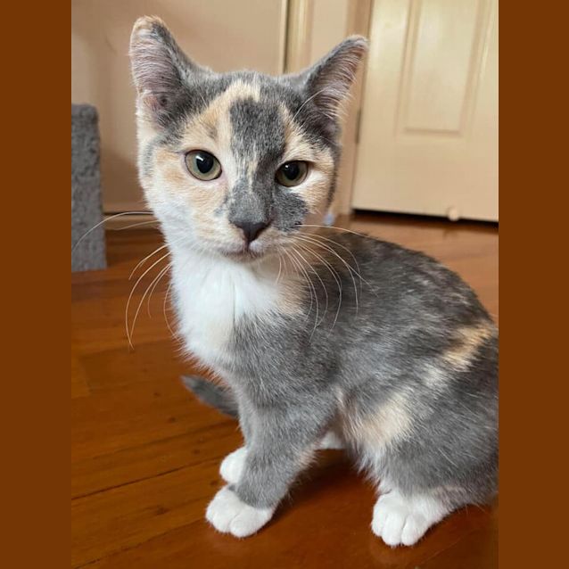 Photo of Skittles 