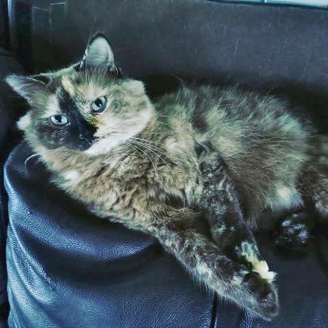 Photo of Tessa 