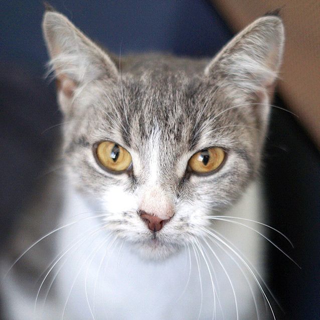 Photo of Maple ~ 1yr Old Female Dsh (On Trial 30/08/20)