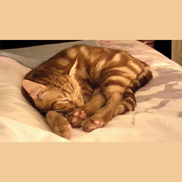 Photo of Oscar
