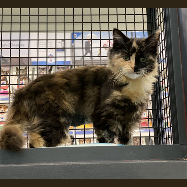 Photo of Mittens
