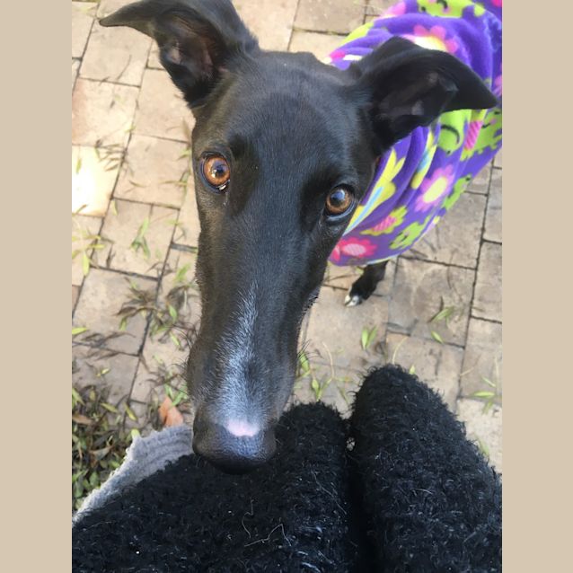 Photo of Lyla.   Melbourne