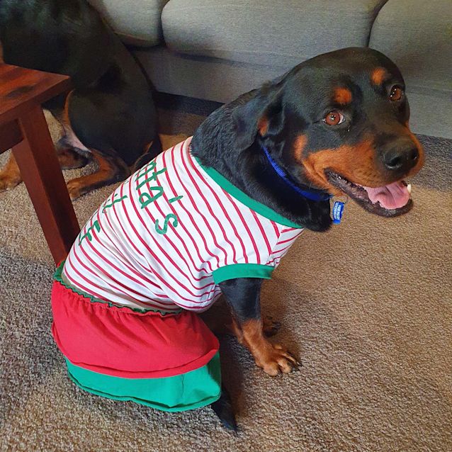 Photo of Jasmine ~ 4.5yo Rottweiler (On Trial 8/6/20)