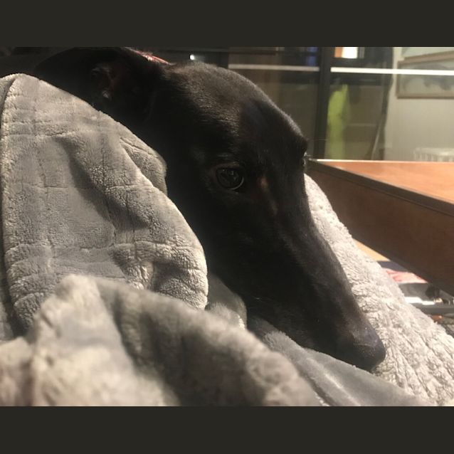 Photo of Marty.    Melbourne