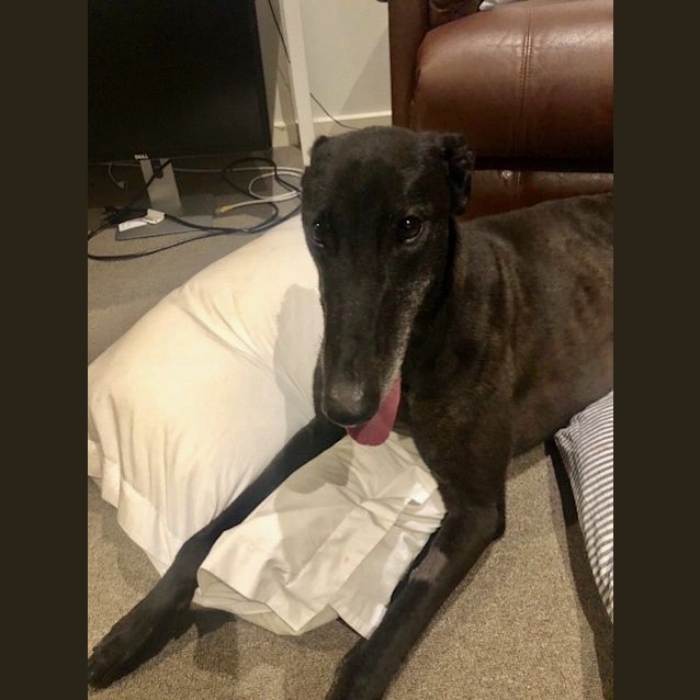 Photo of Ruby.   Melbourne