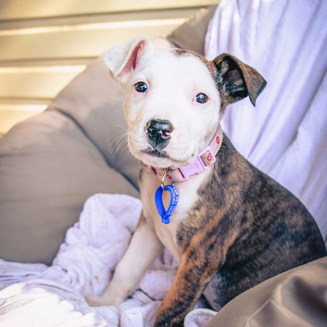 Photo of Leia ~ Staffy X Labrador Puppy (On Trial 13/6/20)