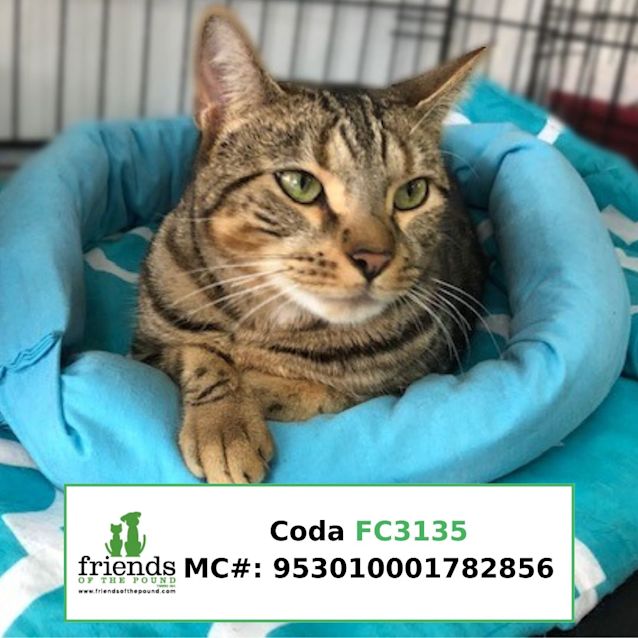 Photo of Coda