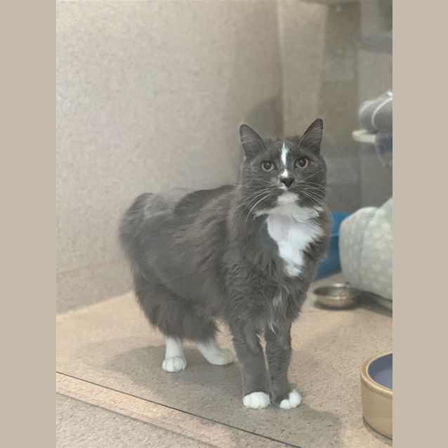 Photo of Smokey