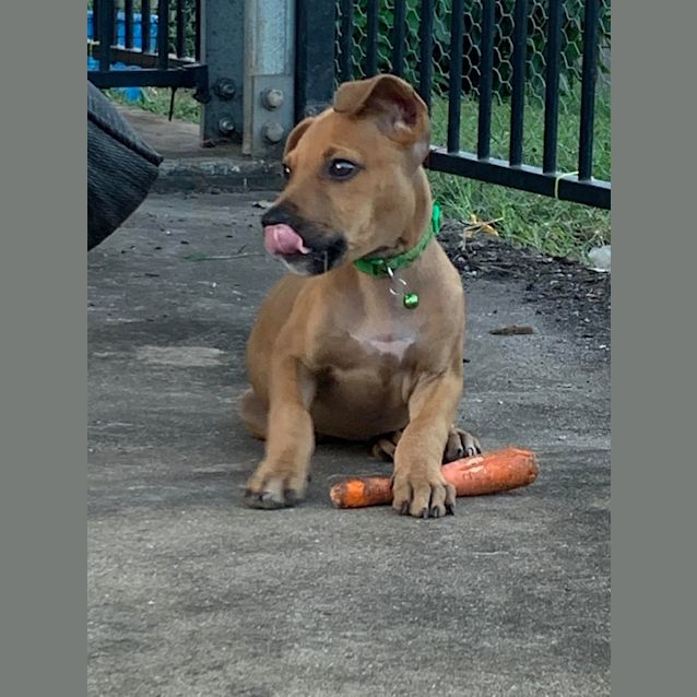 Photo of Bailey