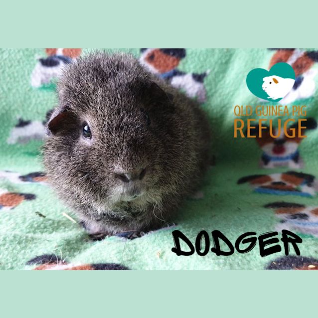 Photo of Dodger