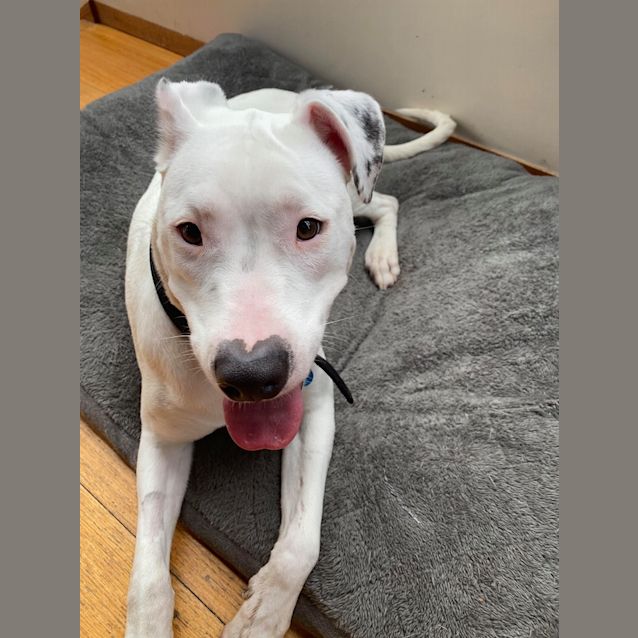 Photo of Luna