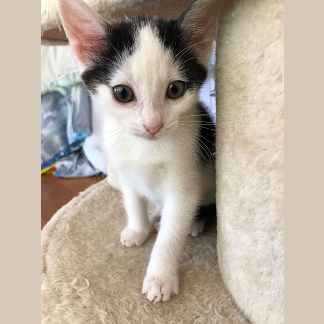 Photo of Flick 