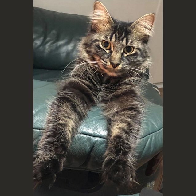 Photo of Misty