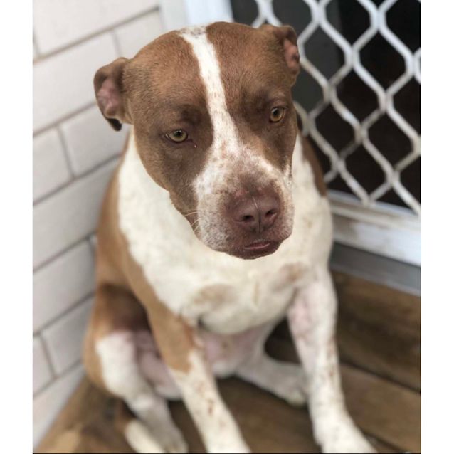 Photo of Chase ~ Sweet 2yo English Staffy (On Trial 13/6/20