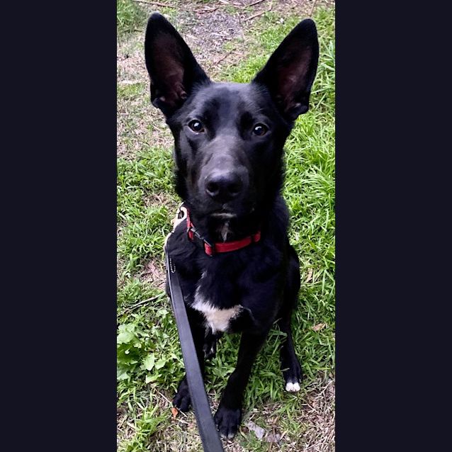 Photo of Shadow