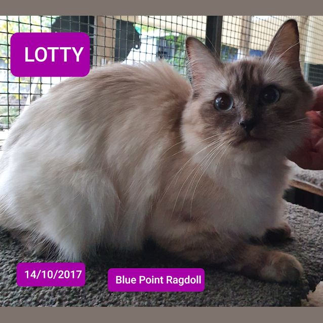 Photo of Lotty