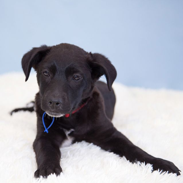 Photo of Raven ~ Koolie X German Shepherd (On Trial 10/6/20