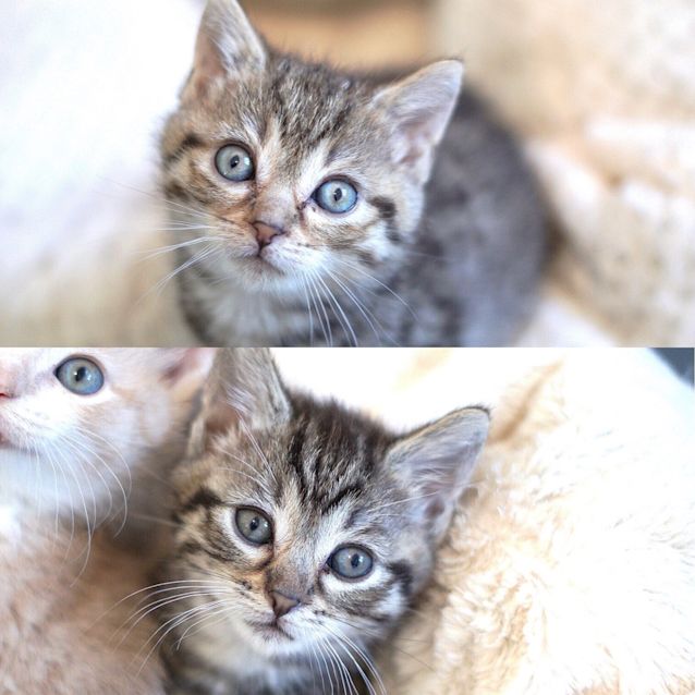 Photo of Cedar & Oak ~ 7 Week Old Kittens (On Trial 19/6/20