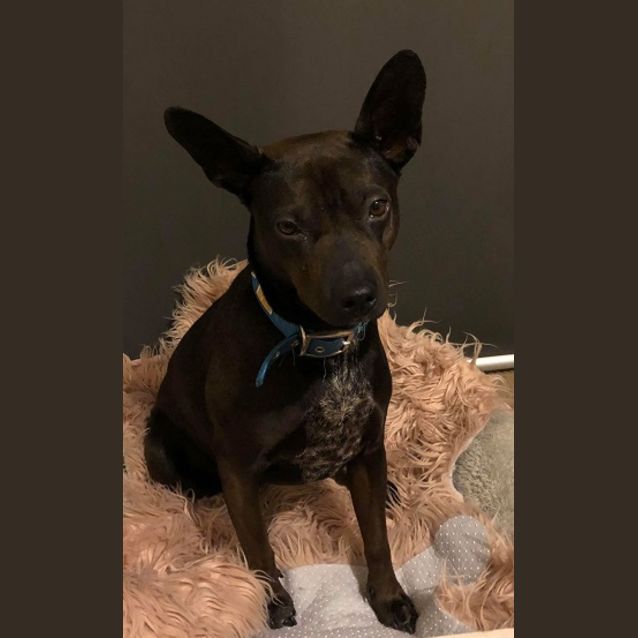 Photo of Piper