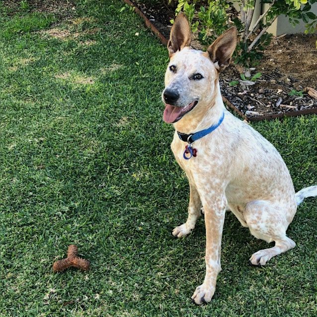 Photo of Roxie