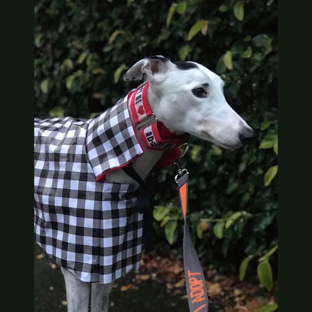 Photo of Beau.    Melbourne