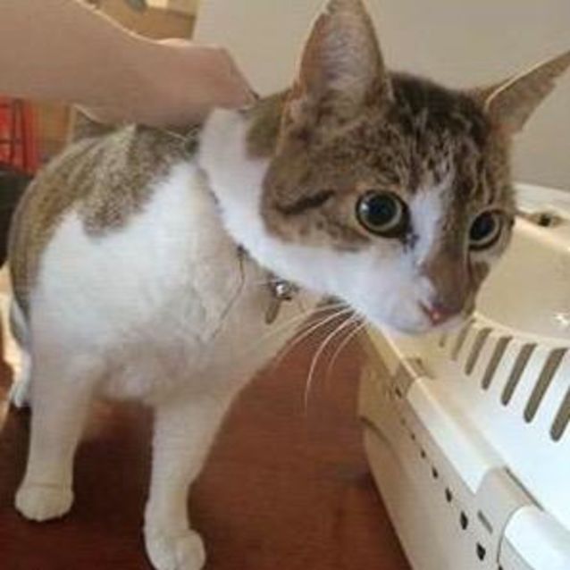 Photo of Wallace