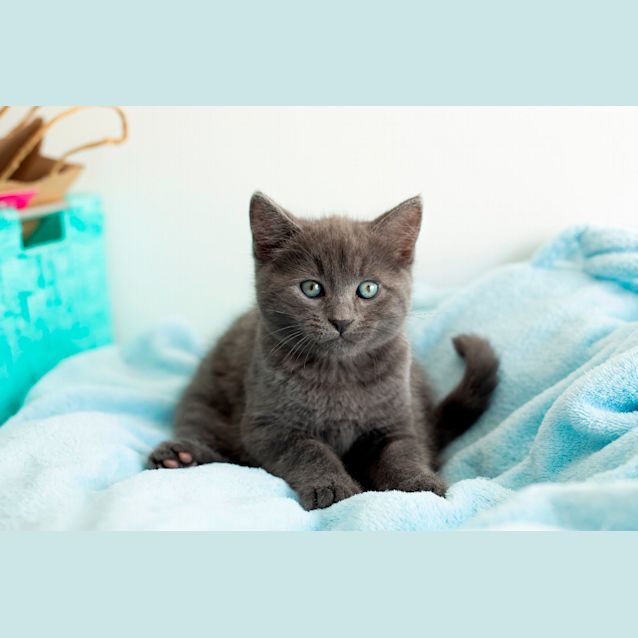 Photo of Huckleberry