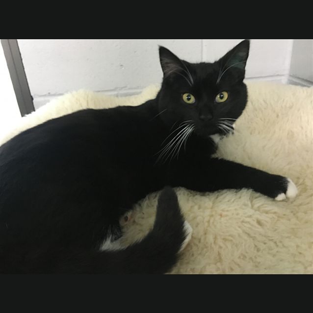 Photo of Gideon