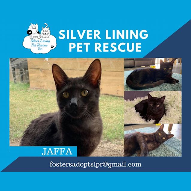 Photo of Jaffa