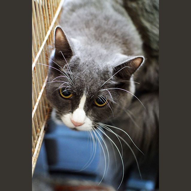 Photo of Marshmallow