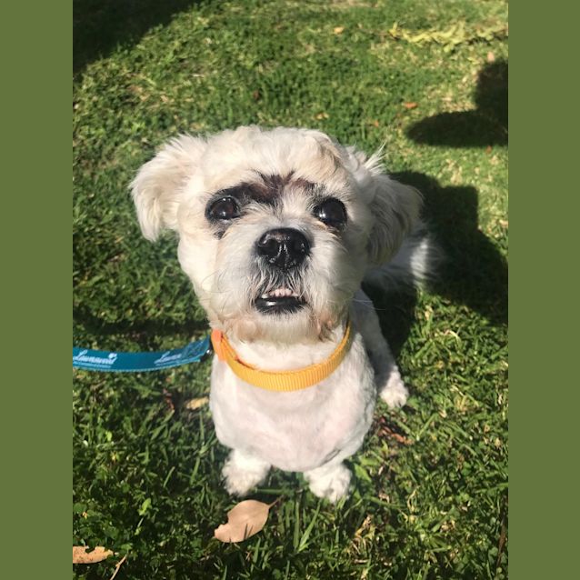 Photo of Loopy 