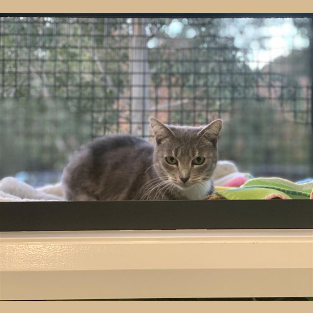 Photo of Lacey