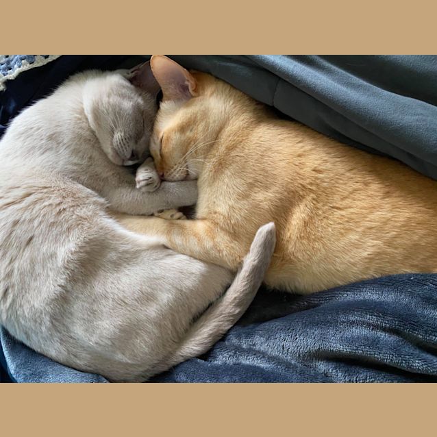 Photo of Milo & Lucy (Bonded Pair)   Assisted Rehome 😍