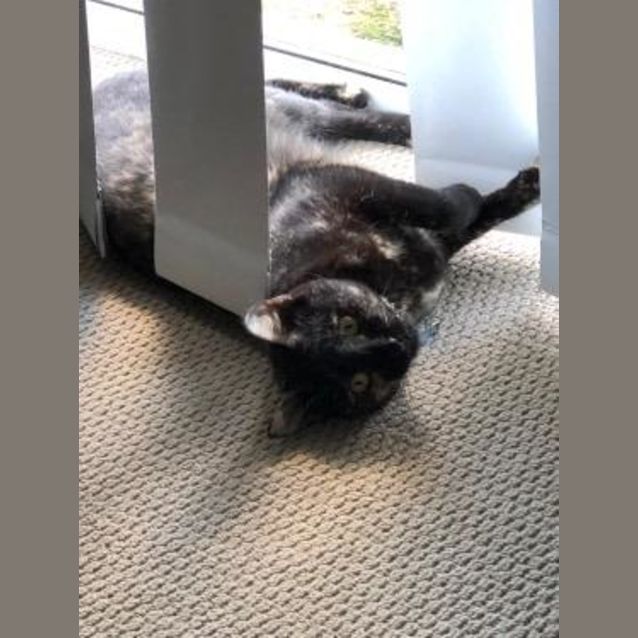 Photo of Patches