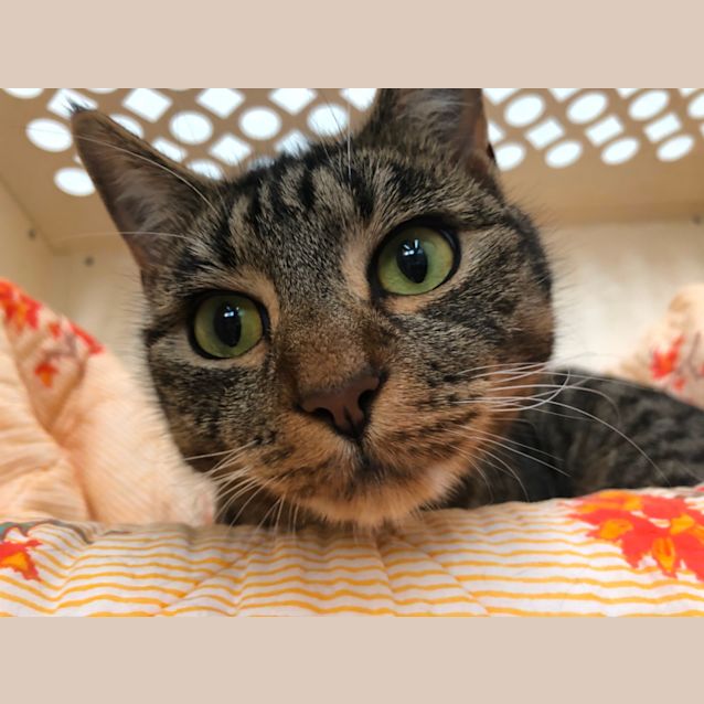Photo of Penny
